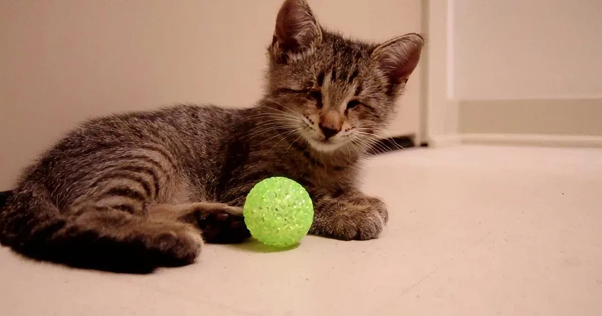 A gray tabby kitten lies on a white floor, holding a green glittery ball in its paws.