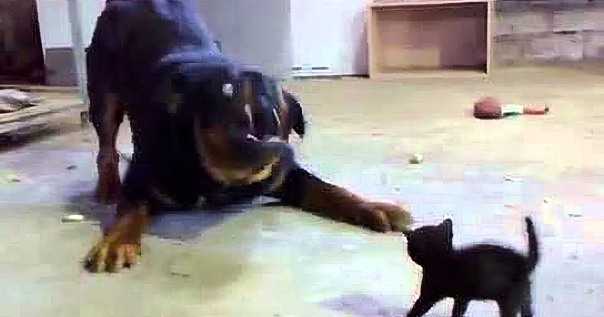 This Kitten Is Too Small. When He Fights Back and Refuses to Give up to a Bully Dog? Amazing!