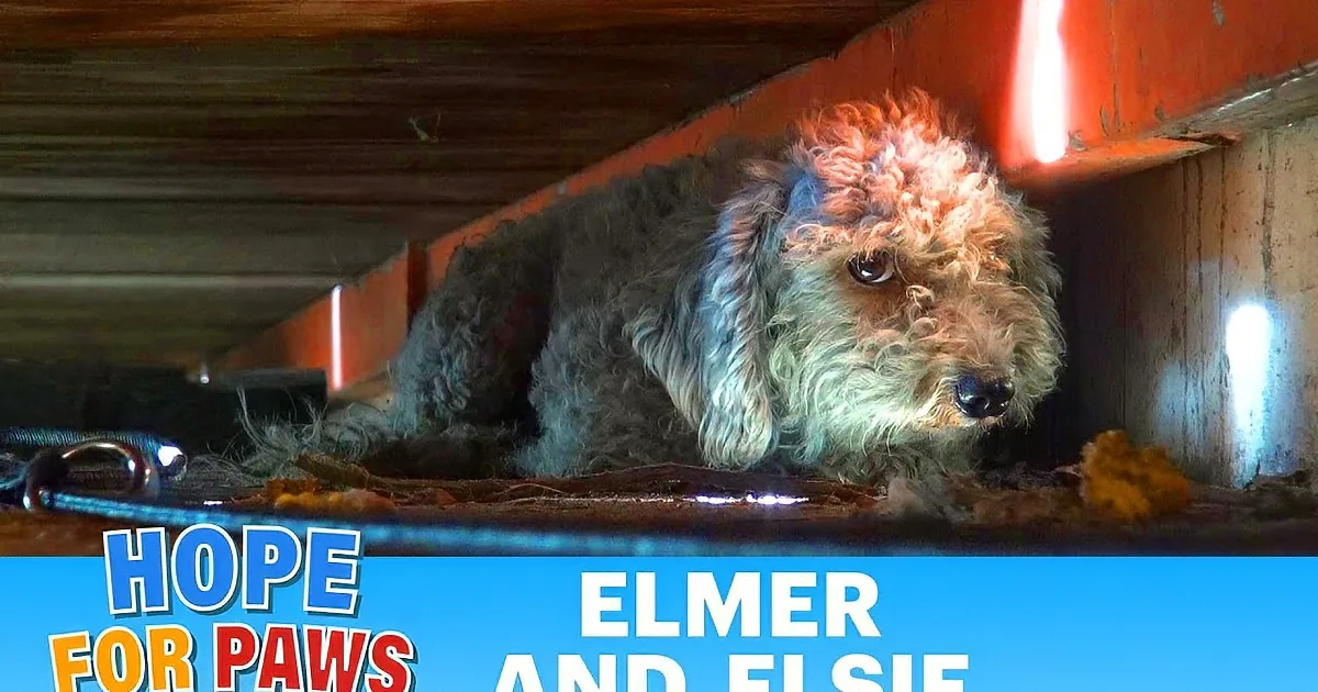 These Siblings Were Living in a Junkyard. You''ll Tear up When You See This Rescue!