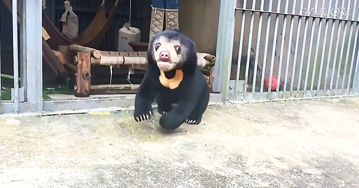 Rescued Bear Cub Energetically Tries out Everything at New Playground