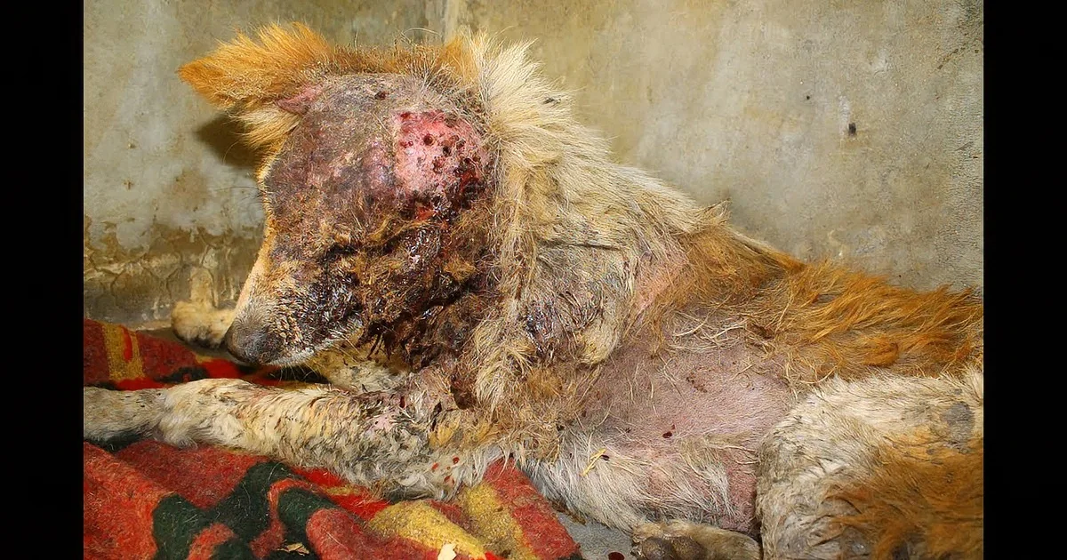 Deserted in a Gutter, This Injured Dog Was in His Last Moments When Something Amazing Happened!