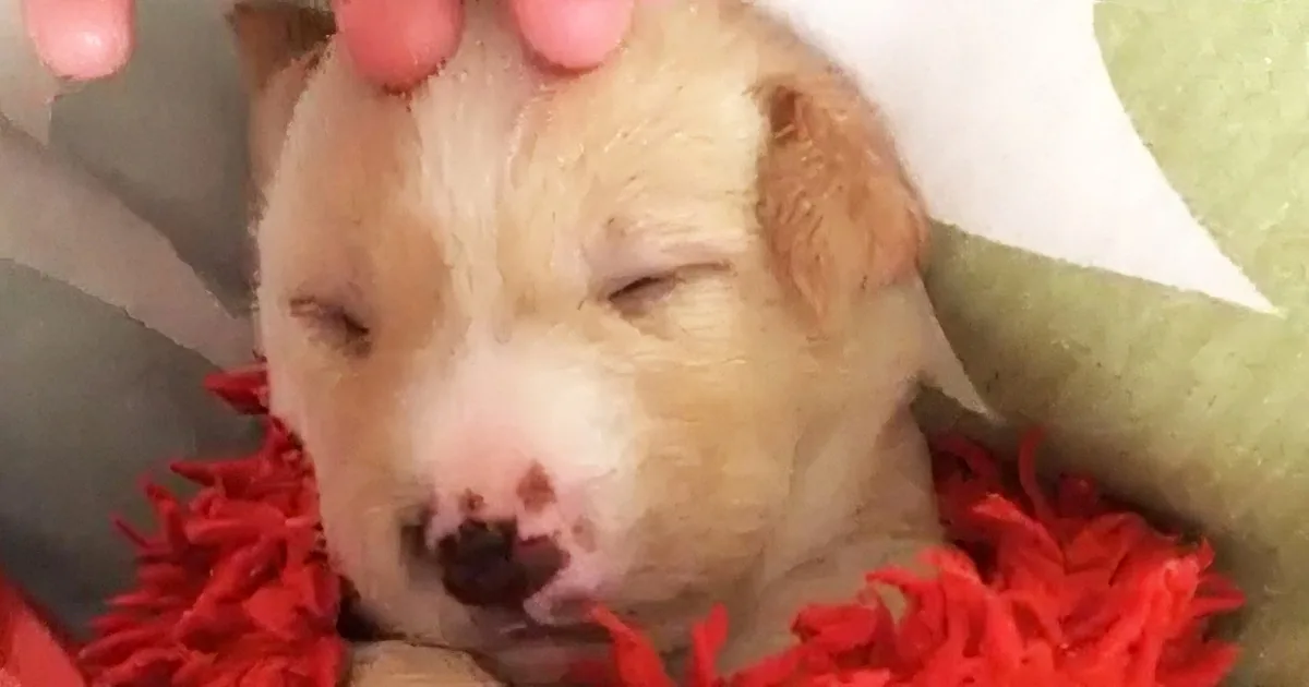 Their Pit Bull Did This to His Friend. but What Happens Next? I Wasn''t Expecting This!