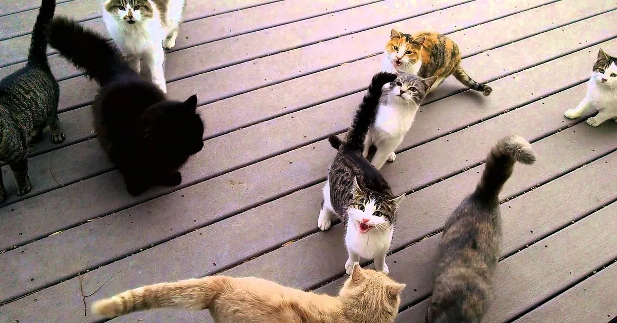 Every Morning, This Man Is Greeted by a Group of Cats. What It Is for? You Have to See It!