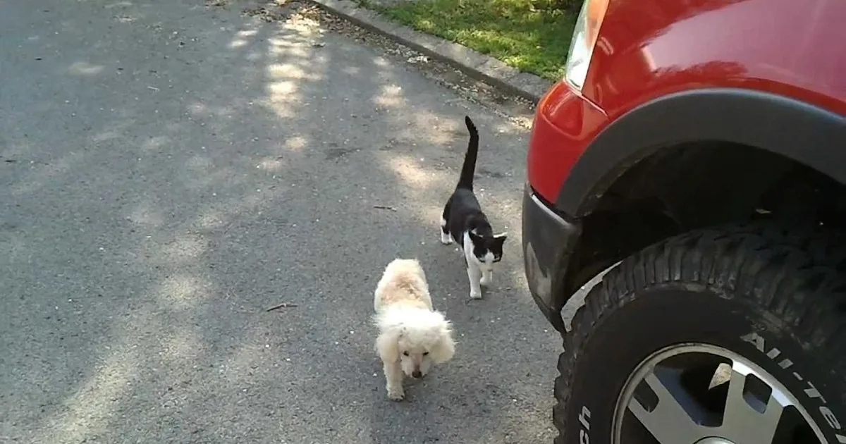 A small white dog and two cats are walking on a paved road near a red vehicle.