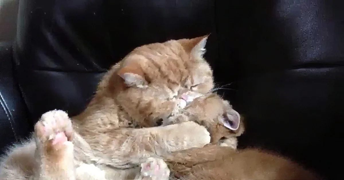 Two orange cats are cuddling and sleeping together on a black leather couch.
