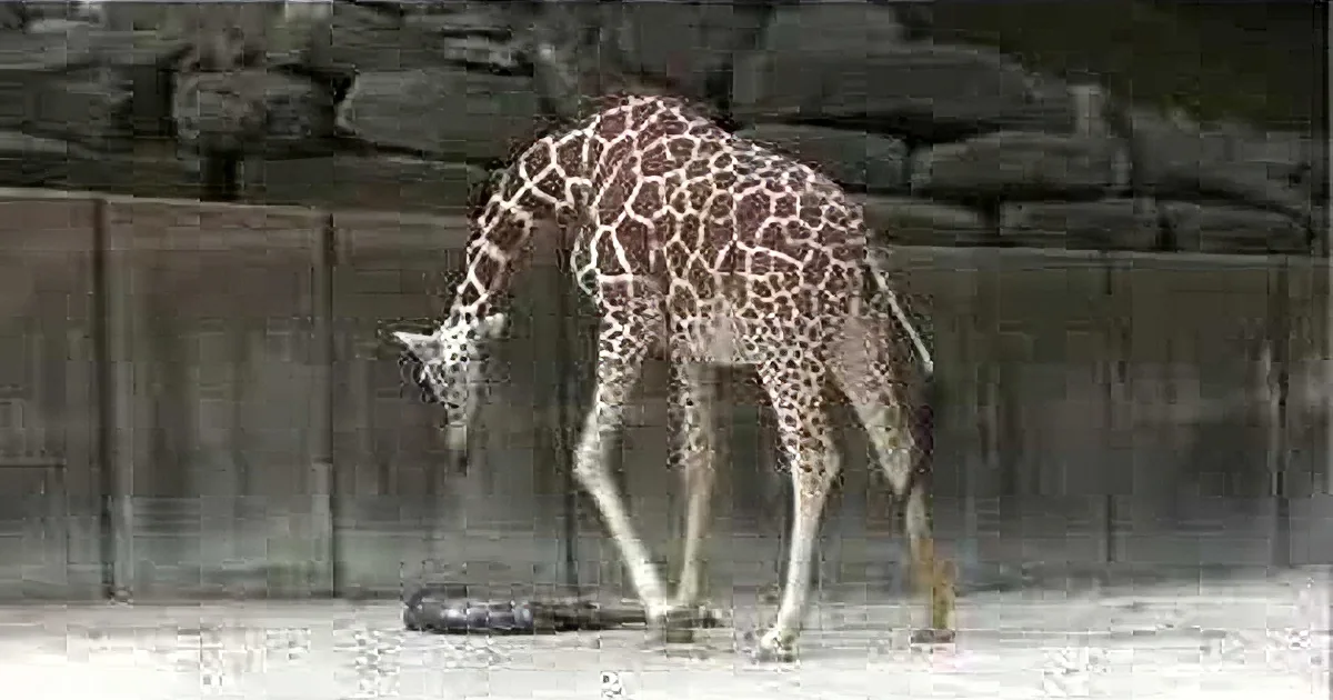 When These People Went to the Zoo, They Weren''t Expecting to See a Giraffe Doing This!