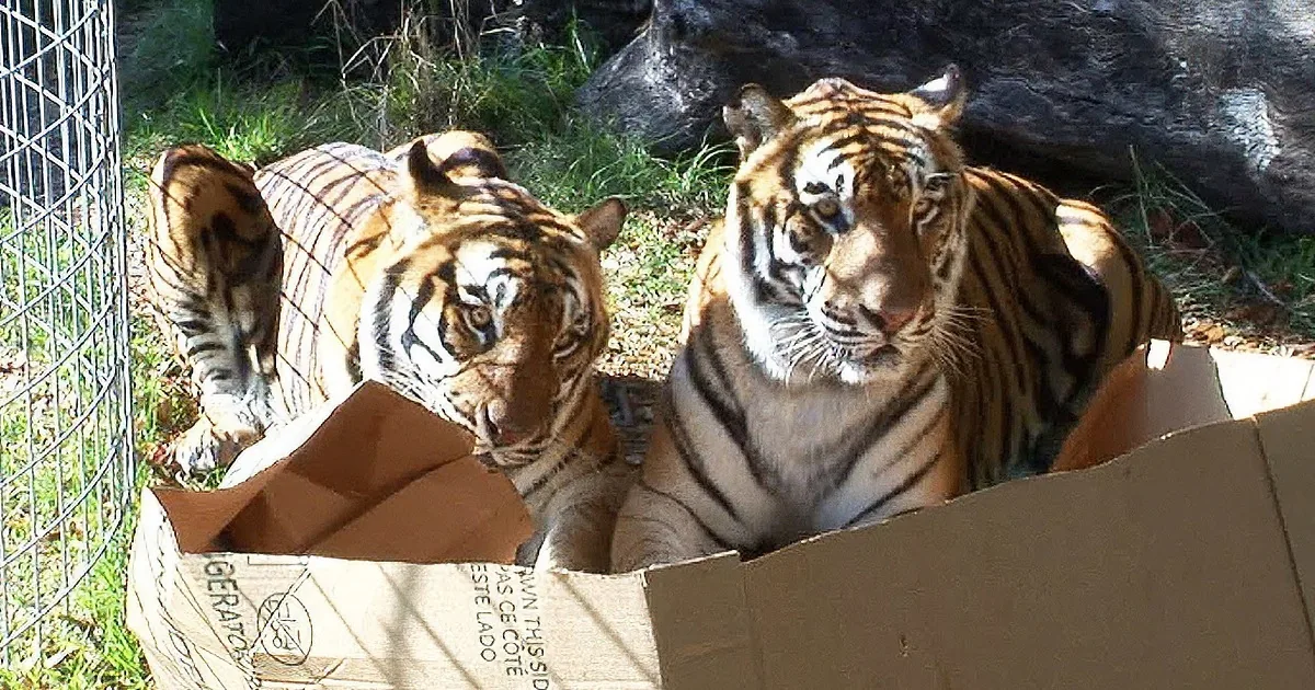 Tigers are in a cardboard box, with one looking directly at the camera and another partially obscured.
