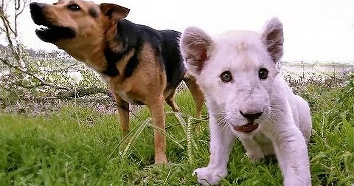 When That Baby Lion Approaches That Dog, You Won''t Be Expecting This to Happen... Wow!