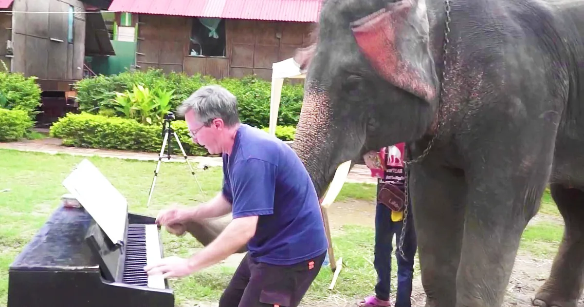 A man plays a piano outdoors as an elephant stands nearby, with a person holding a pink object in the background.