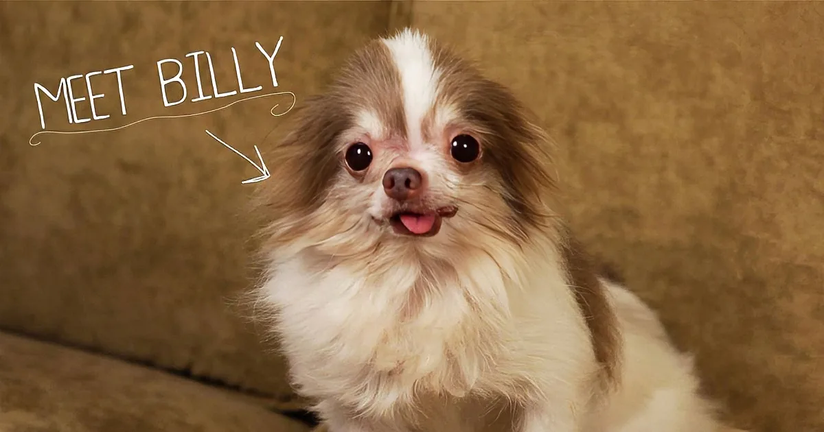 This Chihuahua Was Caged All His Life. When He Got Free He Did This!