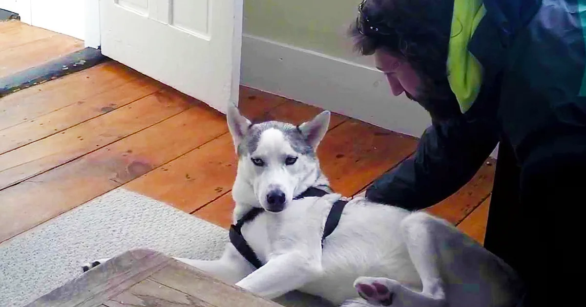 This Husky Loves Freedom, When Dad Tells Him to Go to His Kennel His Reaction Is Priceless!