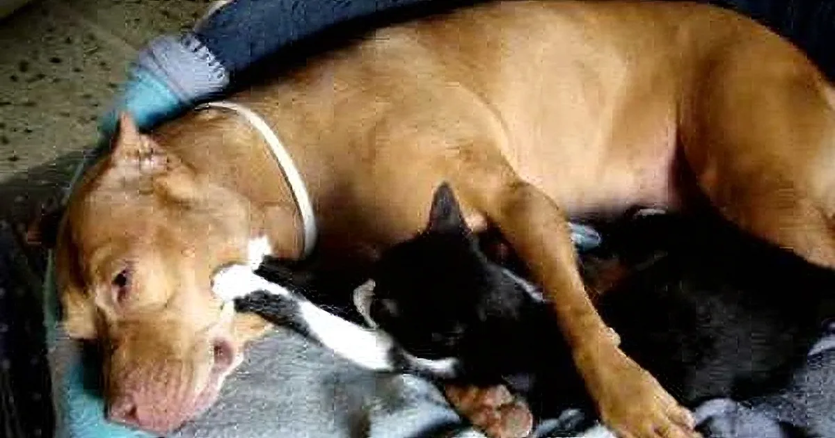 A large brown dog and a smaller black-and-white dog are cuddling together on a blue blanket.