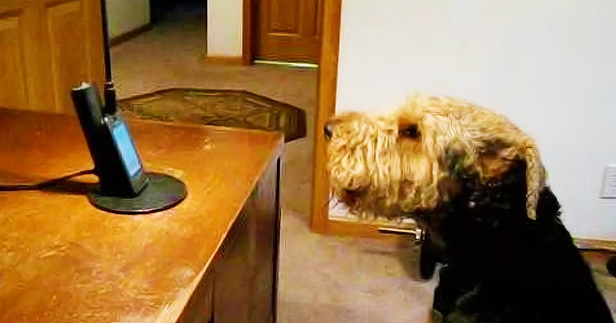 A fluffy dog with a black collar looks at a phone on a stand on a countertop.