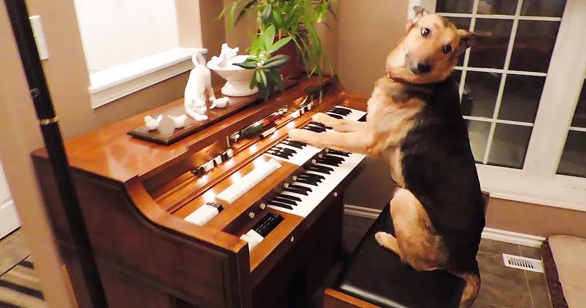 A dog sits on a stool, playing an organ with its paws on the keys.