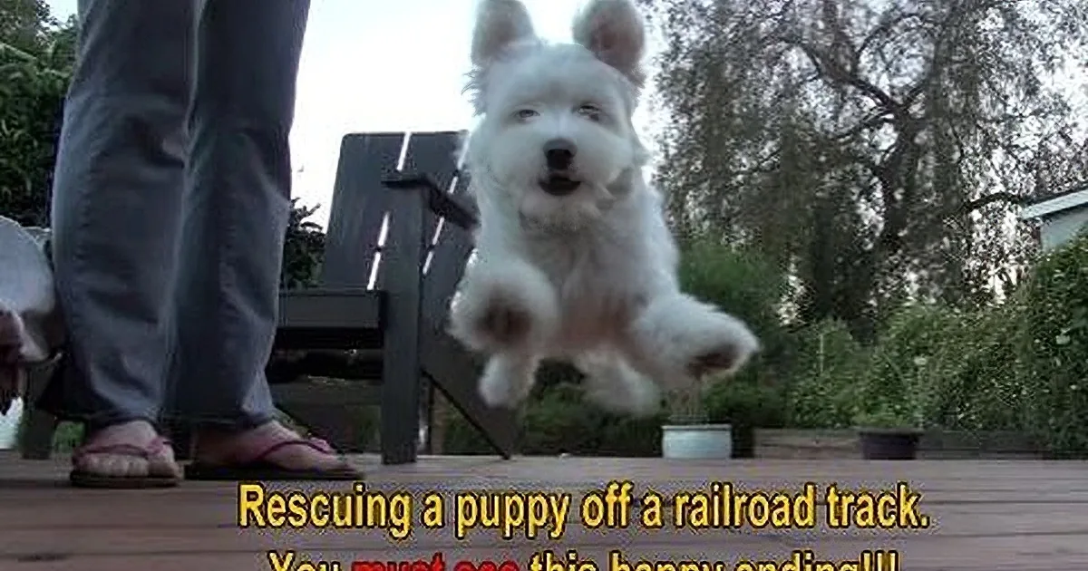 A white dog leaps mid-air, with a person's legs and a wooden bench in the background.