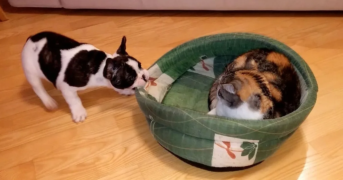A black-and-white dog sniffs a calico cat curled up in a green pet bed on a wooden floor.