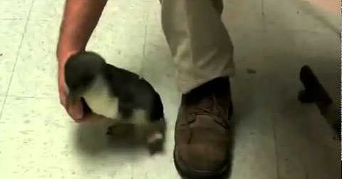 A small black and white duckling is being held by a person in a red shirt and khaki pants.