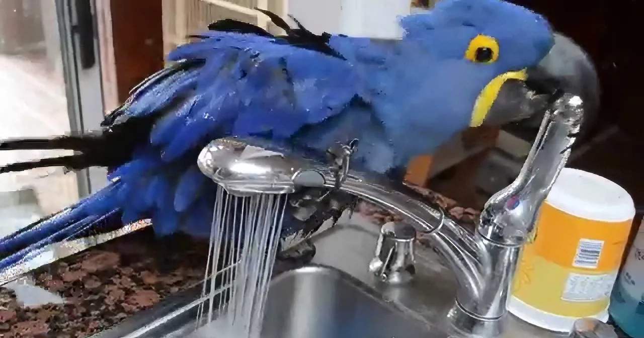 A blue parrot perches on a kitchen faucet, drinking water from the running stream.