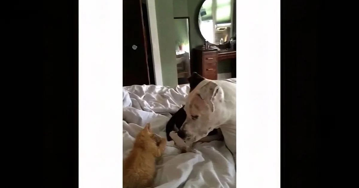 A cat and a dog are playfully interacting on a bed with white sheets.