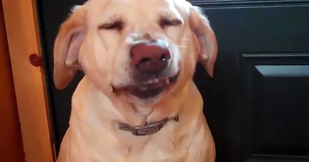 A golden retriever dog is smiling with its eyes closed and mouth open, appearing happy.