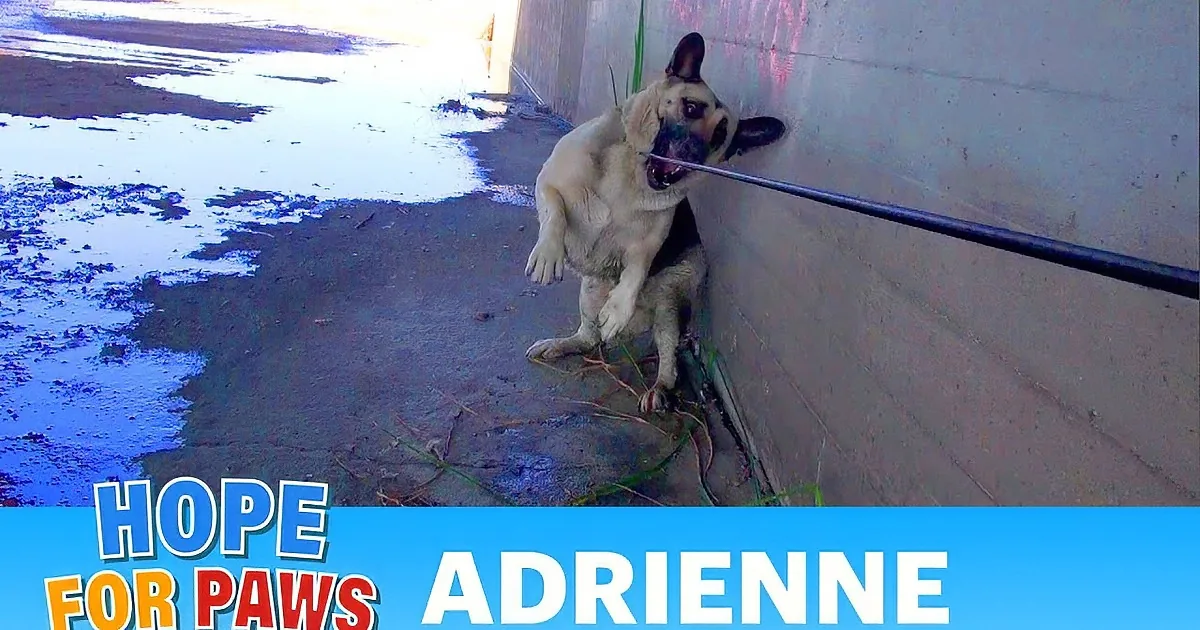 A German Shepherd dog lies on the ground near a puddle, with text overlay mentioning the Los Angeles River and a rescue...