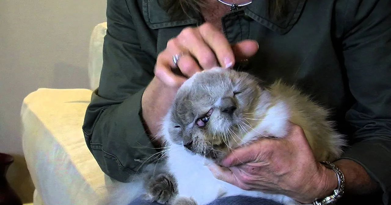 A person gently holds and examines a fluffy cat's ear and face.
