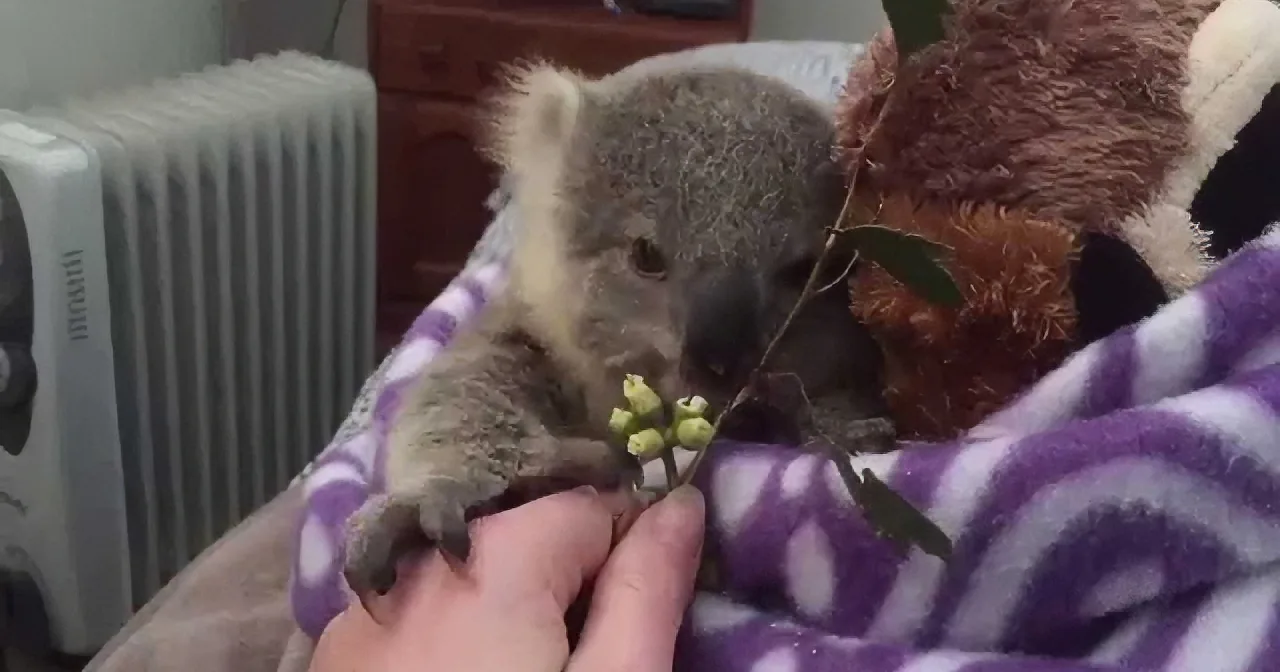 A koala joey rests on a purple blanket, holding a small branch, with a hand gently supporting it.