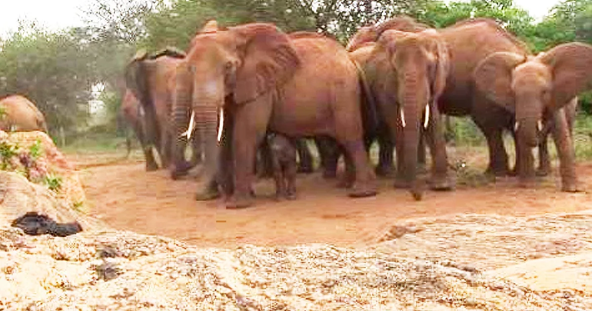 A herd of elephants stands together in a muddy area, surrounded by trees.