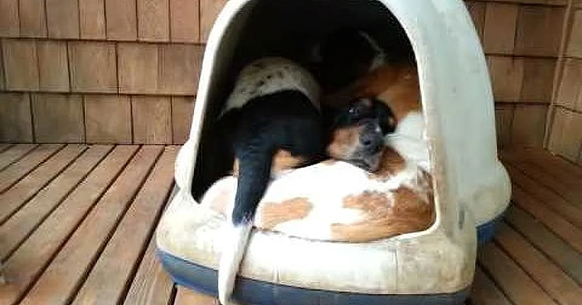 A black and white dog rests inside a cozy, cushioned dog bed on a wooden deck.