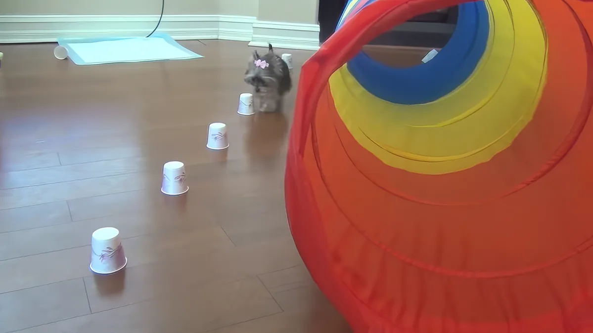 A cat with a pink bow sits behind a line of overturned cups on a wooden floor.