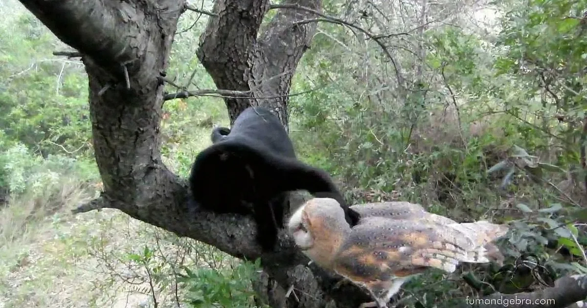 A bird perched on a tree branch in a forested area, with another bird nearby.