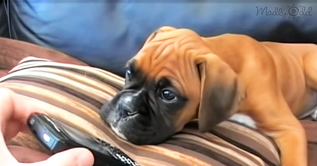 This Poor Puppy Misses His Mom While She''s at Work. What Dad Does to Calm Him? Cute!
