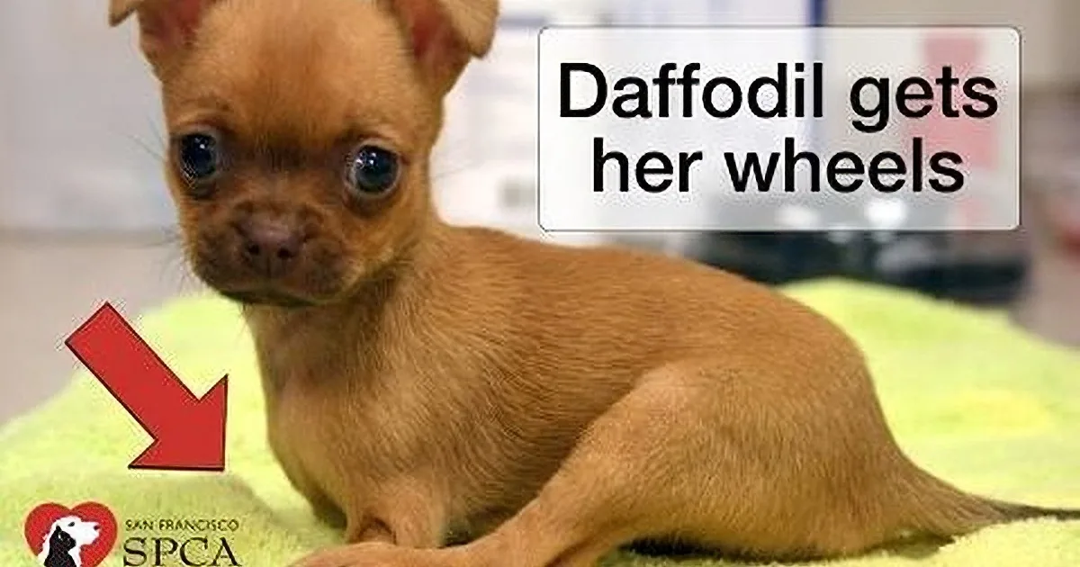 This Disabled Puppy Finally Gets Her Own Set of Wheels. Her Reaction? I Can''t Stop Crying!