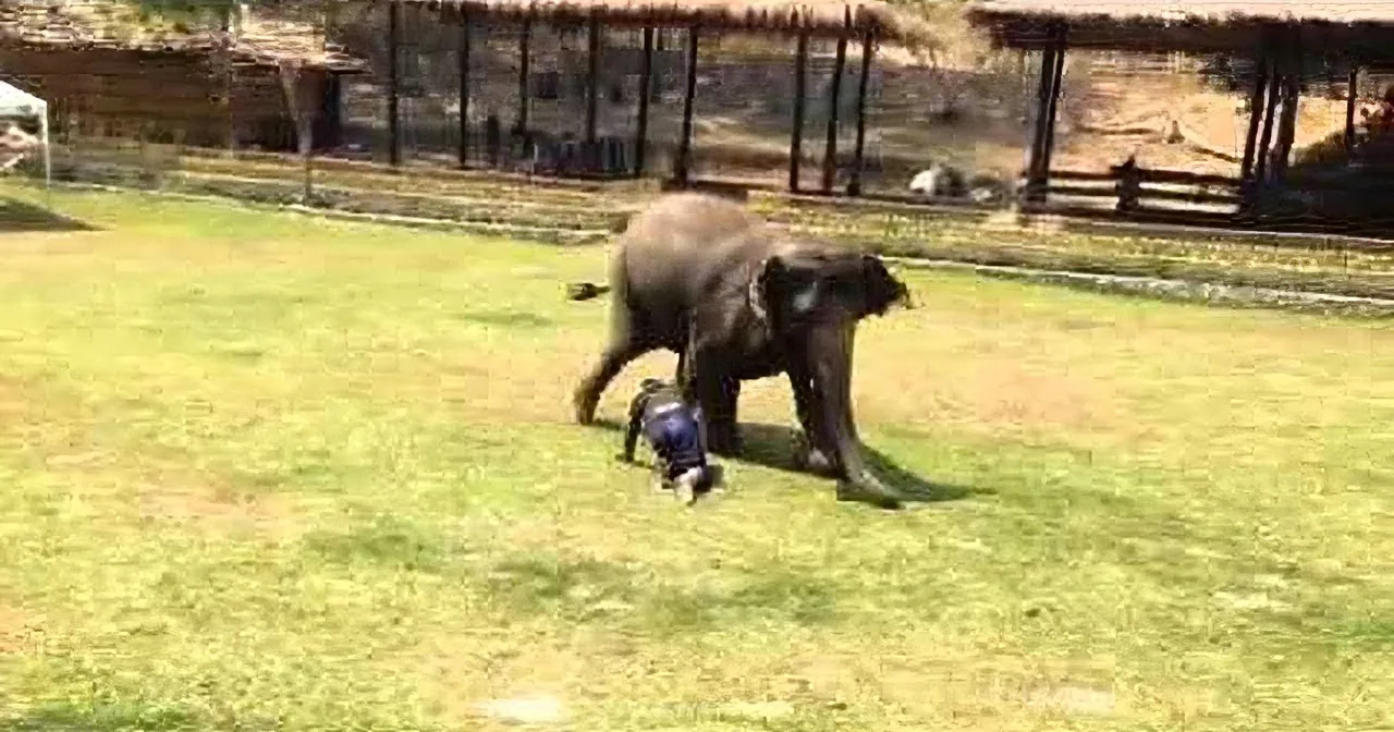 An elephant walks on a grassy field with a structure in the background.