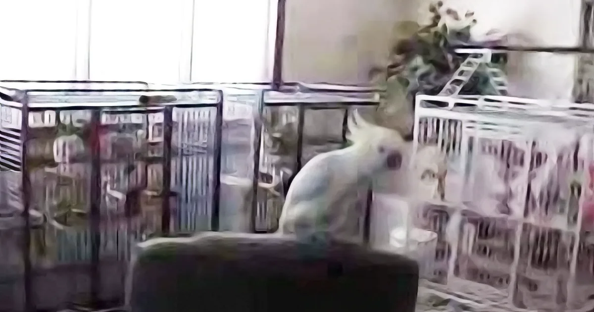 A white dog sits on a chair surrounded by newspaper-covered cages in a room.