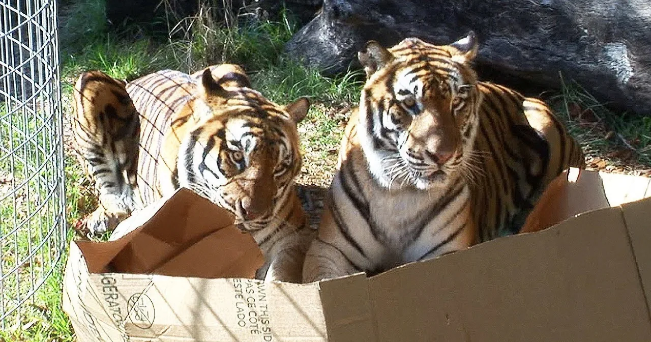 Two tigers and a cub are partially inside a cardboard box in a grassy area.