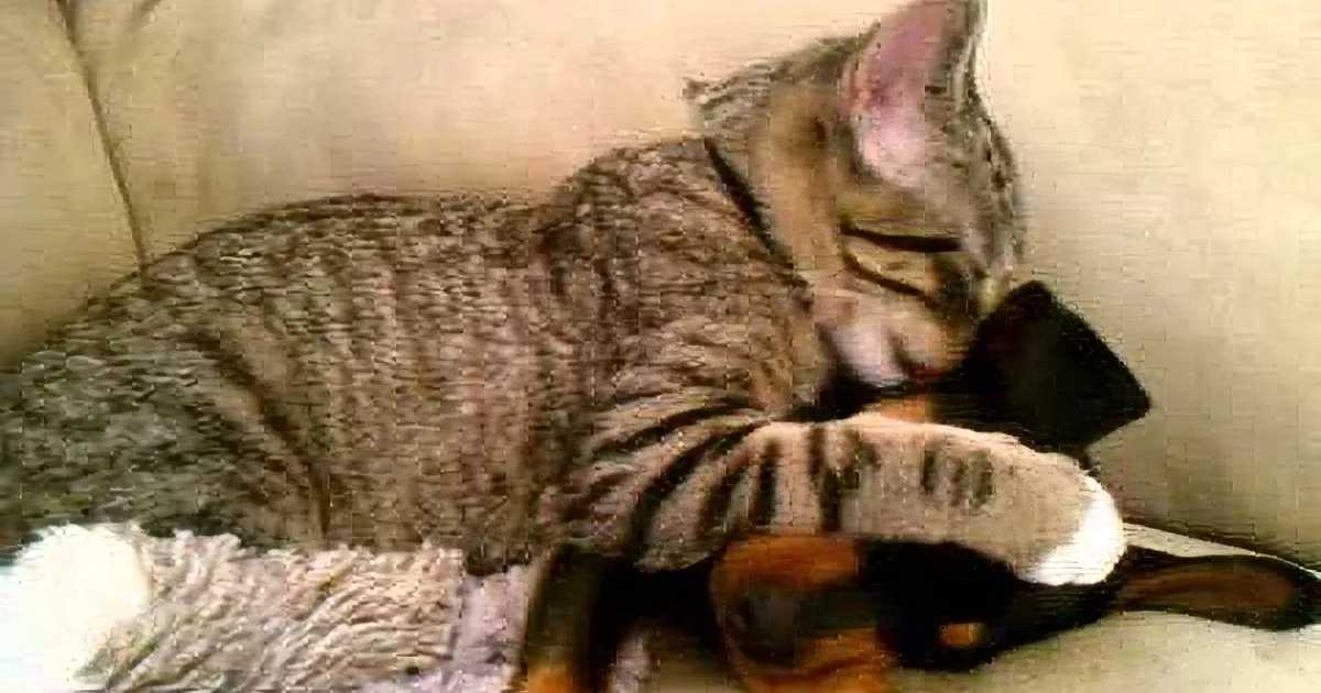 A tabby cat is curled up on a couch, appearing to be asleep with its head resting on a dog's head.
