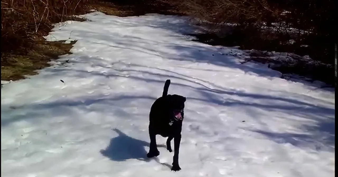 A black dog walks through snow, its shadow visible on the ground.