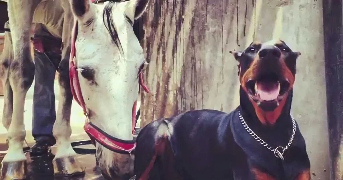 A Doberman pinscher sits next to a white horse, both appearing calm and alert.
