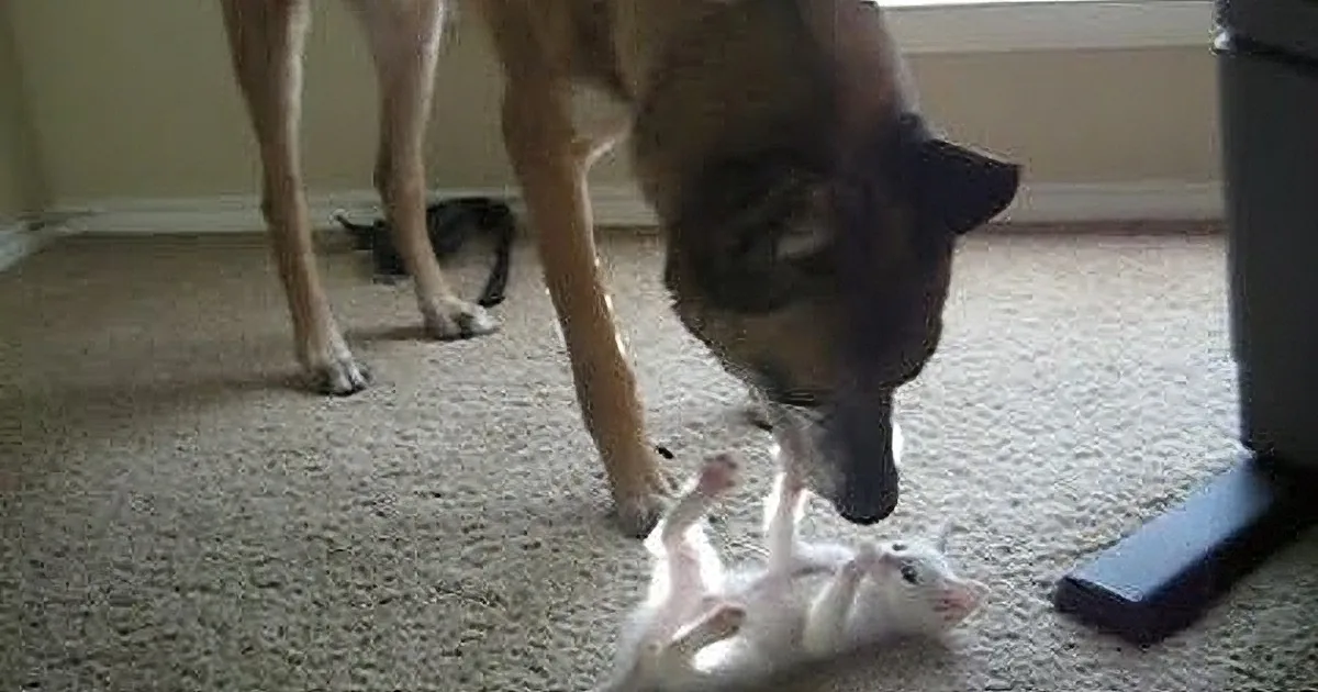 A German Shepherd dog is sniffing a small white kitten on a carpeted floor.