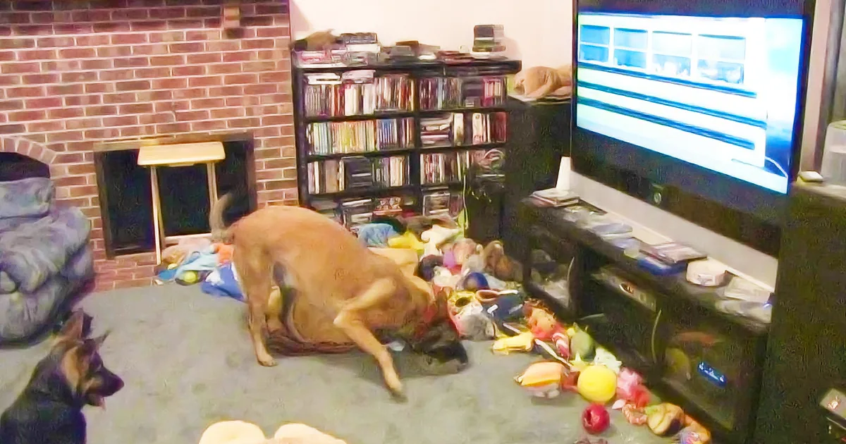 This Dog Has a Celebrity Crush. Watch His Reaction When His Crush Comes on Screen!