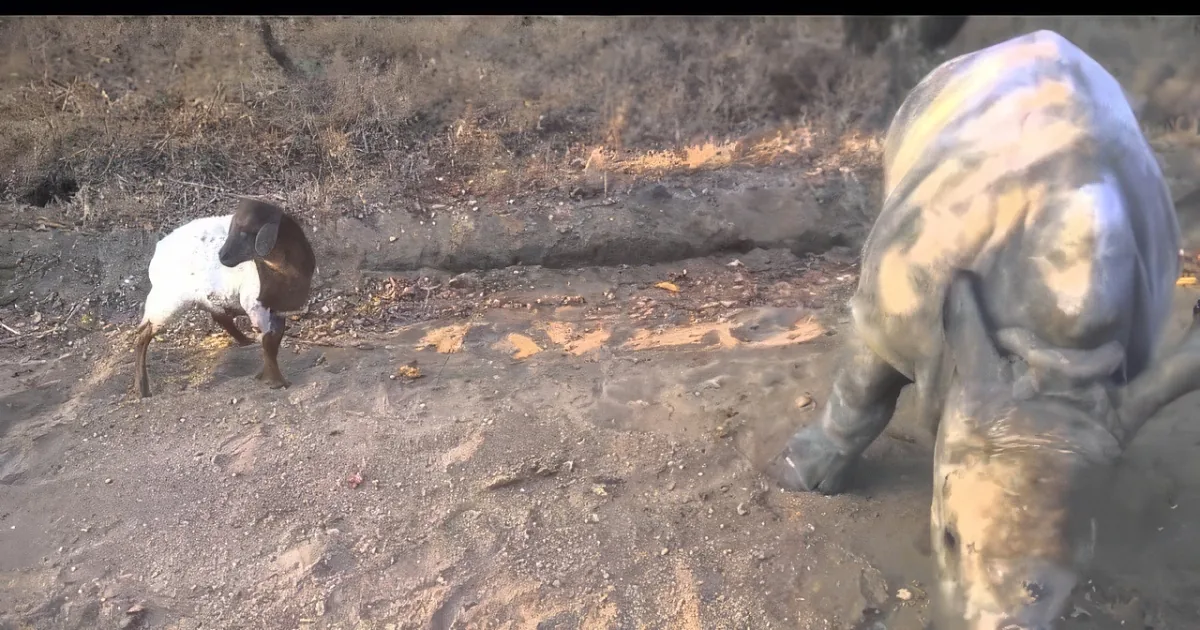 A small goat stands on a dirt path, facing a larger animal, possibly a cow, in a rural setting.