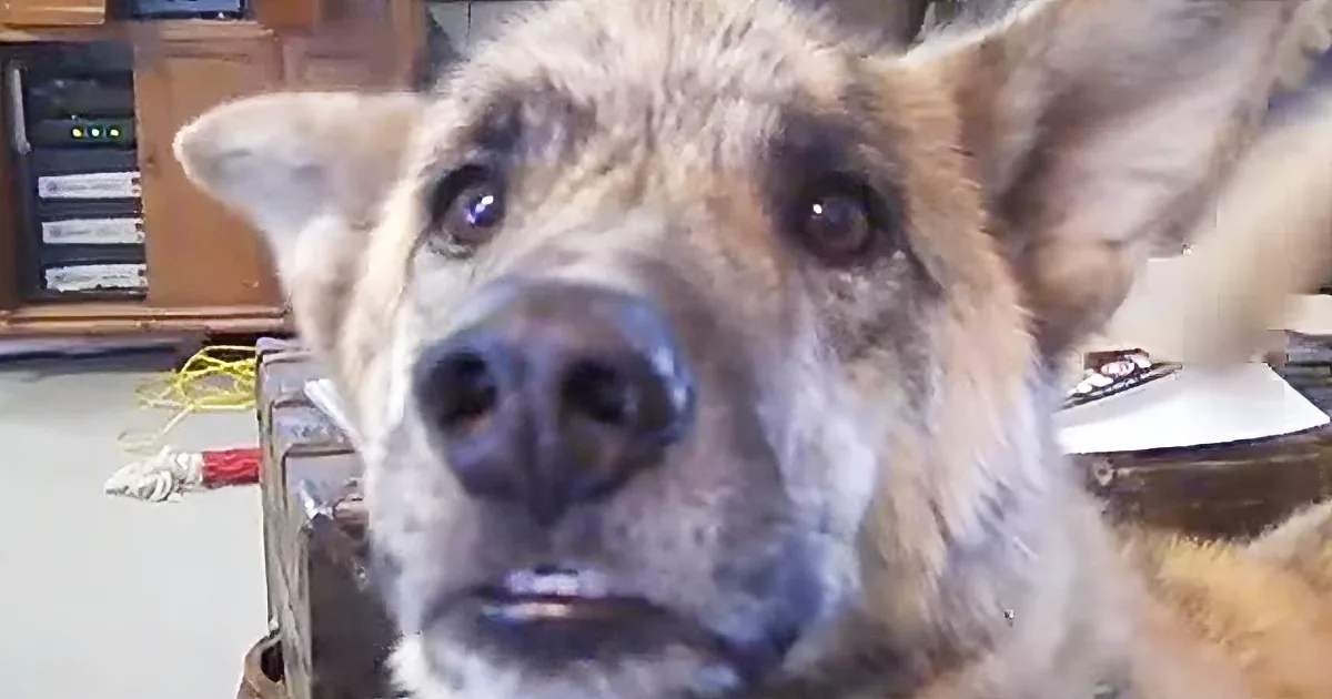 He Ate All the Food, and the Dog Got Mad. Don''t Miss What He Does After! He''s Adorable!