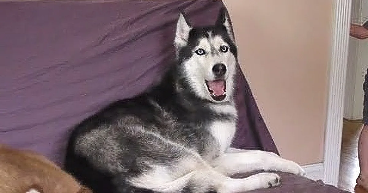 A husky dog is lying on a purple couch, looking alert and slightly open-mouthed.