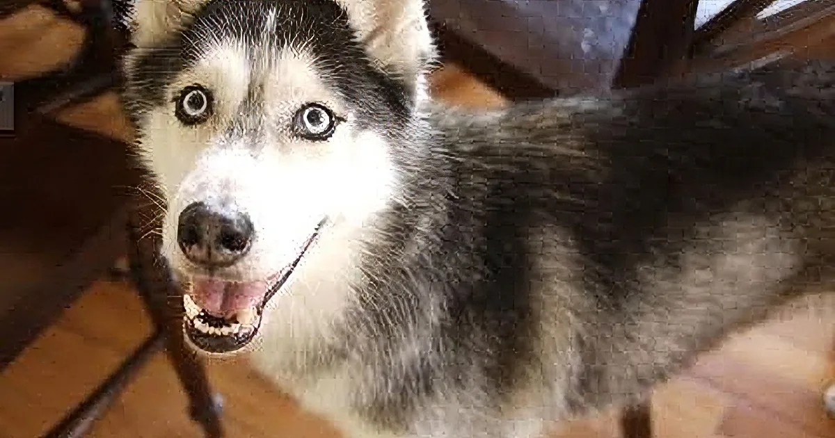 Talking Husky Has a Plan in Mind, Don''t Miss What She Says Next! OMG!