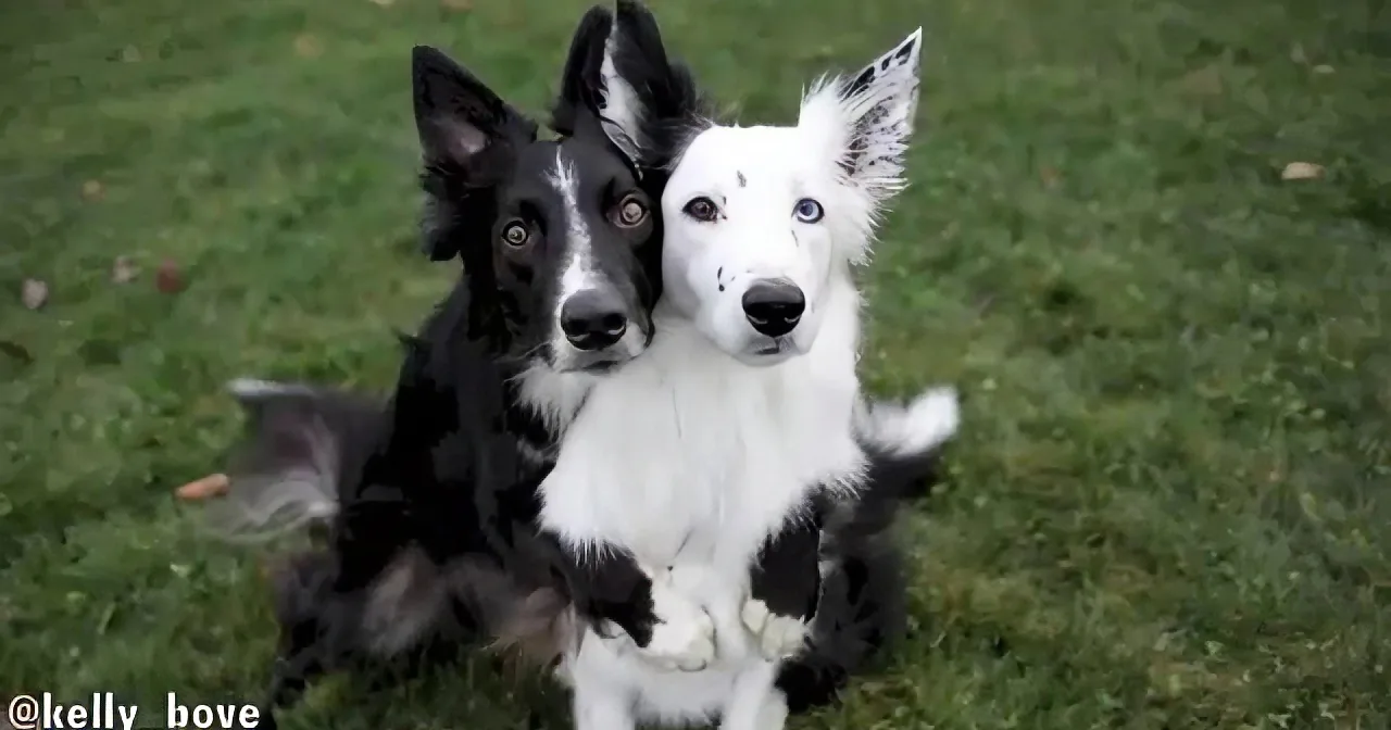 Two Dogs Are Posing for the Camera. but Keep an Eye out for That Dog on the Left! OMG!