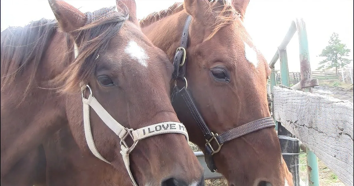 75 Abandoned Horses Were Blessed With a 2nd Chance at Life When This Happens. Their Story Won''t Leave You Indifferent!