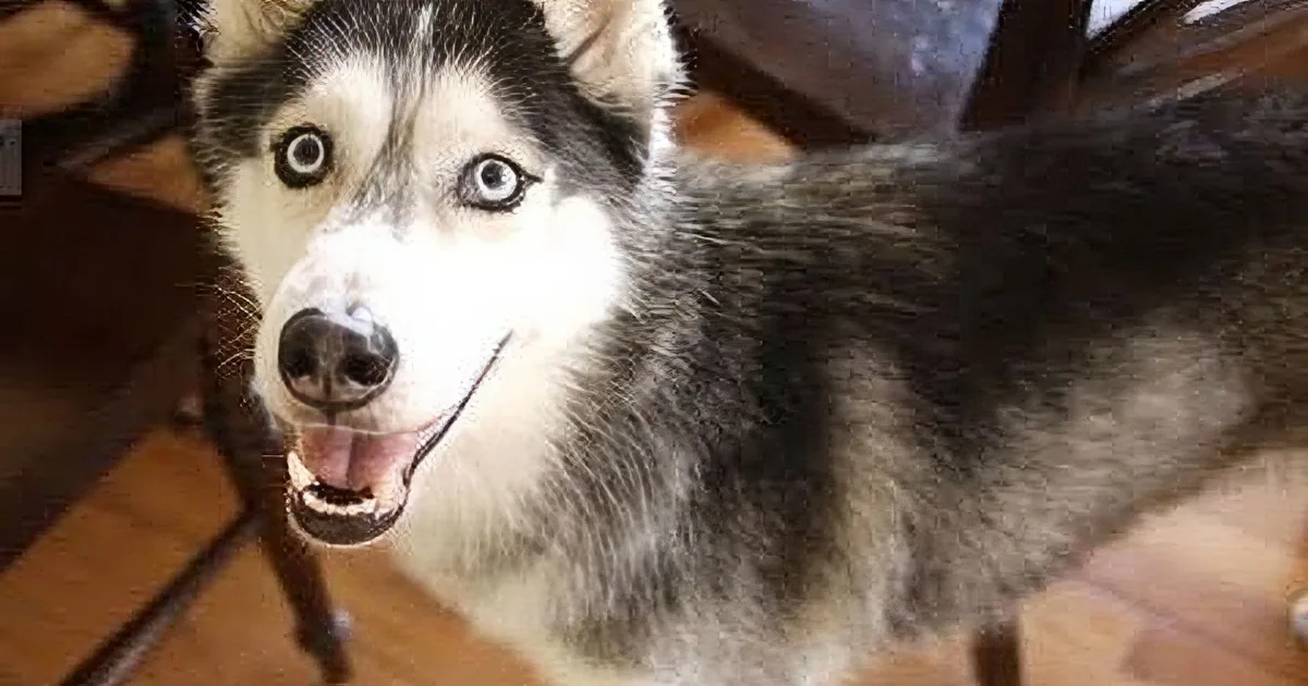 A close-up of a husky dog with striking blue eyes, showing its teeth, and standing on a wooden floor.