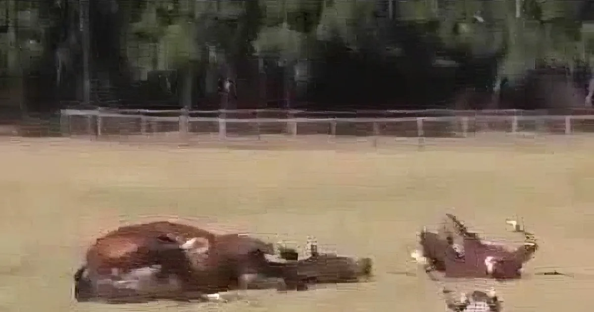 This Animals Were Just Playing Around. but When You See Who Else Is With Them? It's Hilarious!
