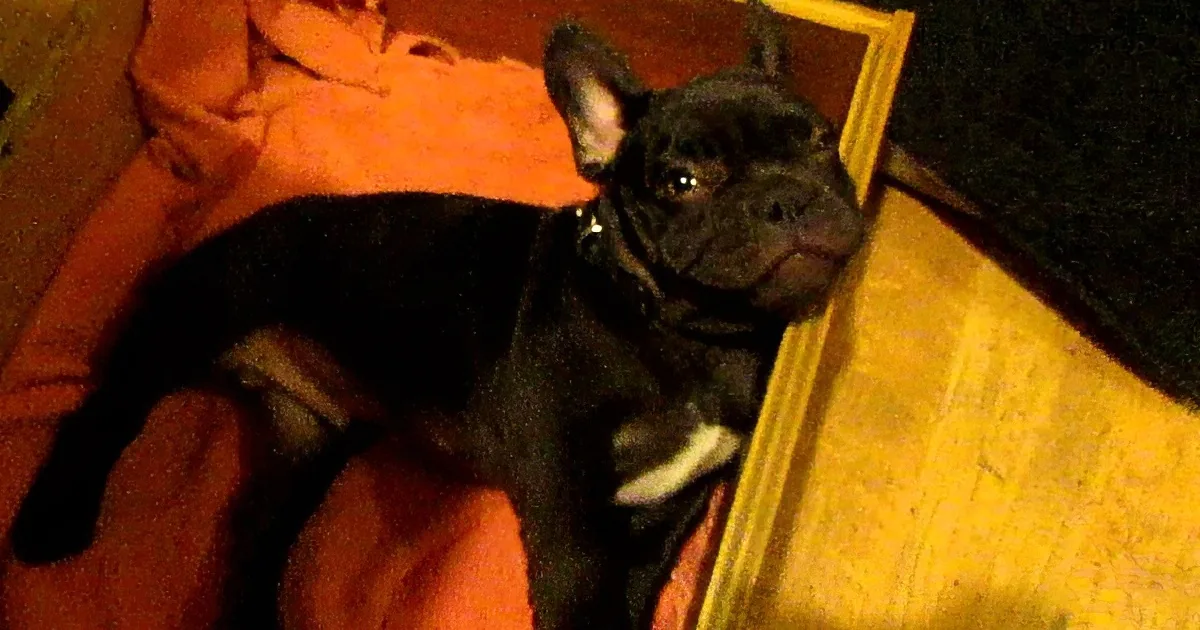 A black French Bulldog puppy with a white patch on its chest is lying on an orange blanket.